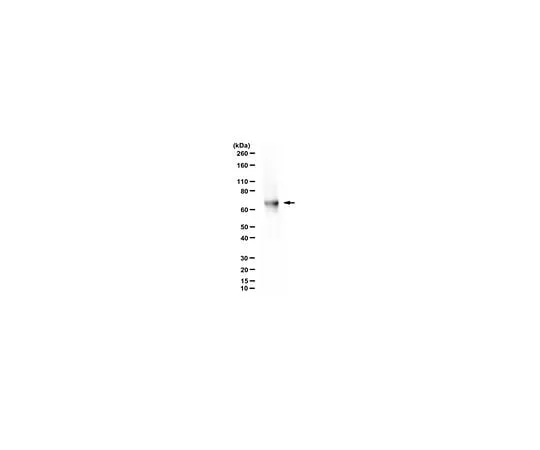 62-8471-69 Anti-Ribophorin I/RPN-I Antibody ABS1587