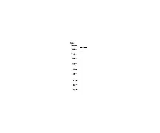 62-8471-46 Anti-Ecm29 Antibody (Ab Ecm29-3) ABS1052