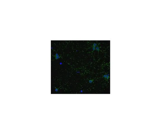 62-8497-81 Anti-GAD67, clone 1G10.2, Biotin Conjugate; 100 μL MAB5406B