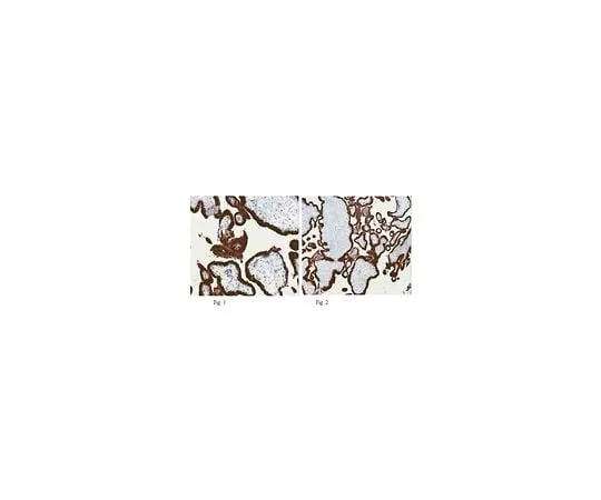 62-8501-13 Anti-KiSS-1, clone 8H4.1 MABC60