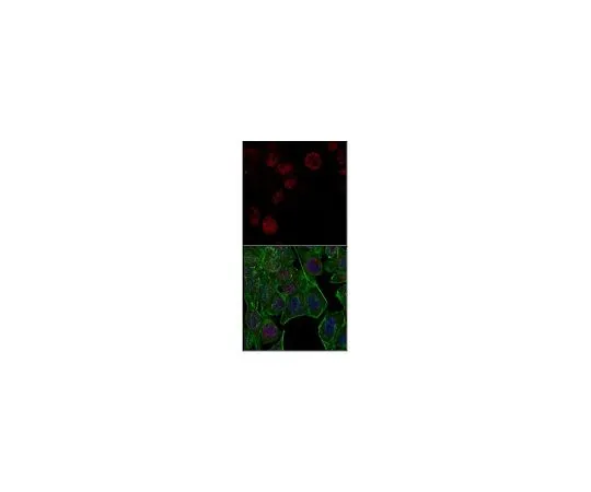 62-8505-59 Anti-unmethylated Histone H3 (Lys9), clone 9B1-2G6, Alexa Fluor MABE263-AF647