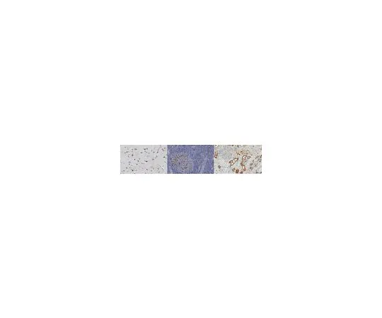 62-8508-16 Anti-ZBTB46 (ZNF340) Antibody, clone 5A8.1 MABE1035
