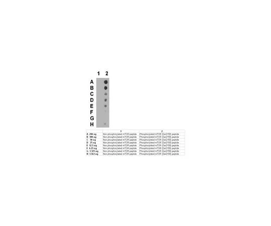 62-8469-24 Anti-phospho-mTOR (Ser2159); 100 μL ABS79