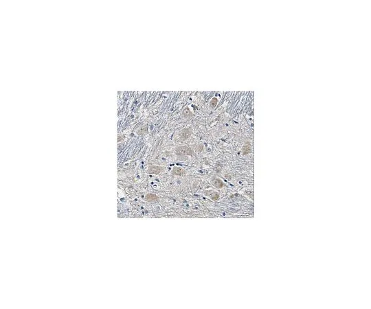 62-8518-18 ANTI-SUR1 Antibody, clone N289/16 Cat. No. MABN501 MABN501