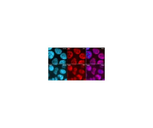 62-8505-42 Anti-Liver receptor homolog-1, clone 1LRH-2E1 MABE215