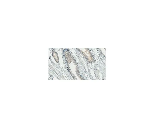 62-8498-02 Anti-Gonadotropin-Releasing Hormone Antibody, NT, clone HU11B (Ascites Free) MAB5456-C