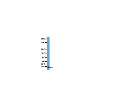 62-8491-31 Anti-Parvalbumin; 100 μL MAB1572
