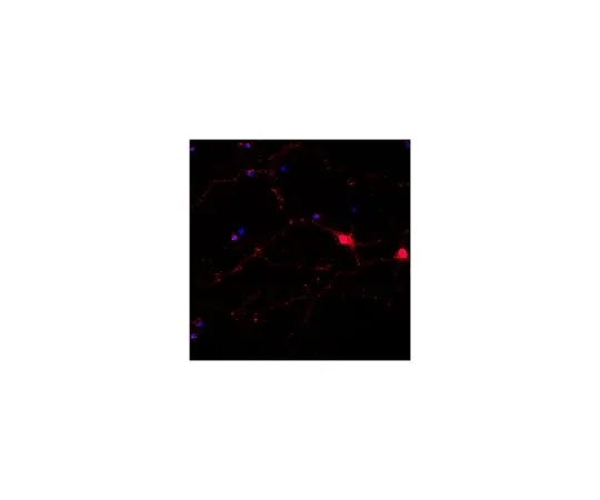 62-8497-26 Anti-Neurofilament 200kDa, clone NE14, Alexa Fluor 555 Conjugate MAB5256A5