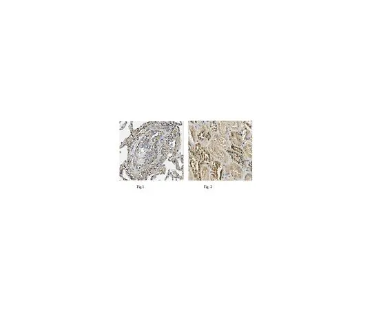 62-8519-34 Anti-PTK7, clone 4F9 MABN721 MABN721