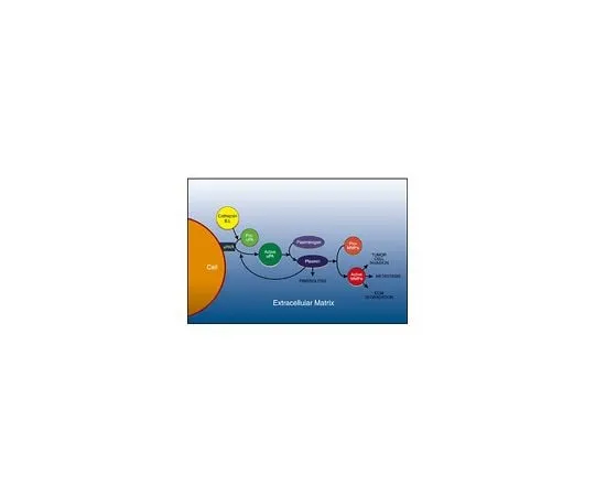 62-8482-09 uPA Activity Assay Kit; 1 kit ECM600