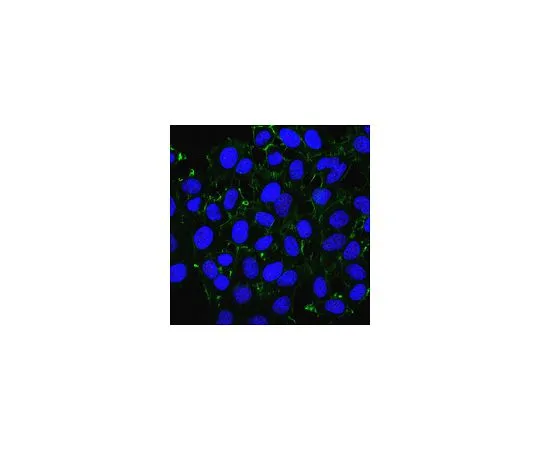 62-8524-61 Anti-ING5 Antibody, clone 7A11 MABS1293
