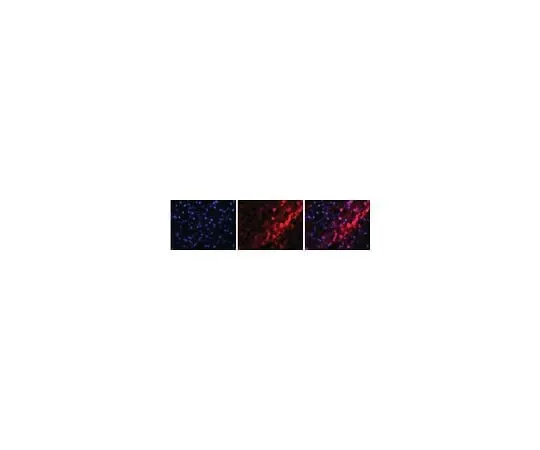 62-8490-23 Anti-Bone Morphogenetic Protein 4, clone 3H2; 100 μg MAB1049