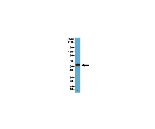 62-8526-83 Anti-alpha-Tubulin Antibody, clone RM113 MABT522