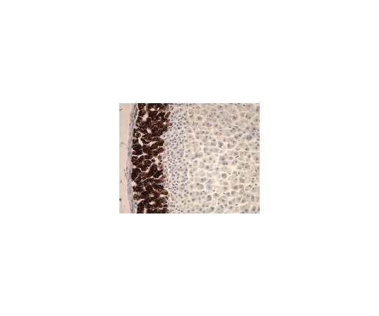 62-8498-58 Anti-Cytochrome P450 Aldosterone Synthase, clone 1G5; 500 μL MAB6021