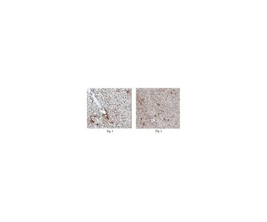 62-8501-41 Anti-ARC Antibody, clone 6F9.1, Cat. No. MABC140 MABC140