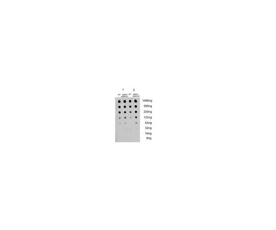 62-8508-42 Anti-DNA-RNA Hybrid Antibody, clone S9.6 MABE1095