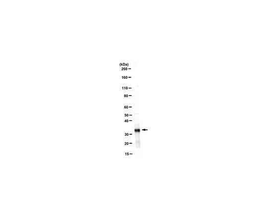 62-8516-96 Anti-Syntenin-1, Clone 4F4.1 MABN160