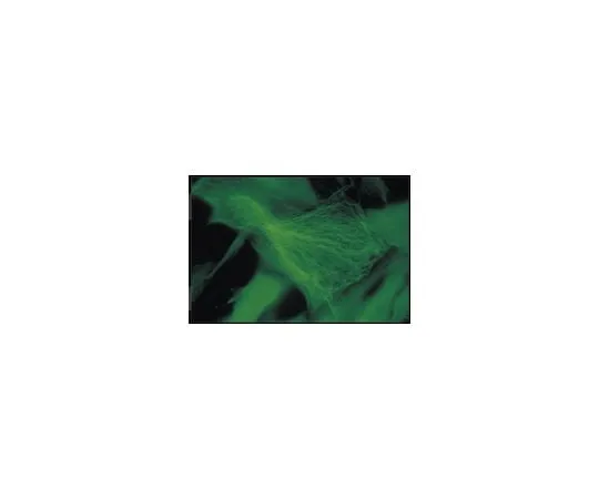 62-8491-78 Anti-Ankyrin, clone Ank016; 50 μg MAB1683