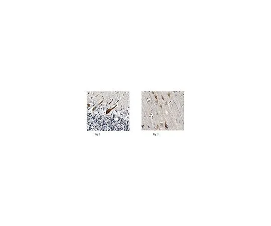 62-8517-77 Anti-ENC-1, clone 1H8.1 MABN448