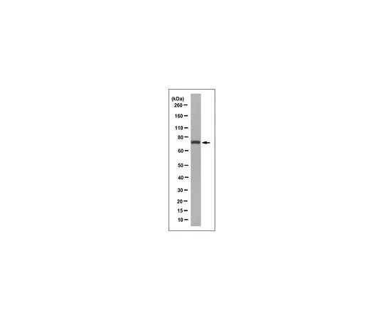 62-8519-70 Anti-NUB1 Antibody, clone 2E4.1 MABN797