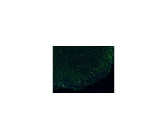 62-8496-63 Anti-TRA-1-60, clone TRA-1-60, Alexa Fluor(R) 488 Conjugate; 100 μL MAB4360A4