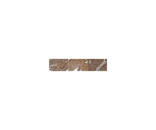 62-8472-20 Anti-UBE2A ABS2203