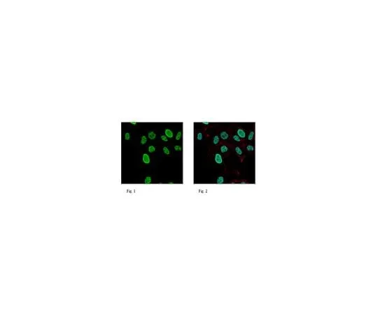 62-8506-15 Anti-ADAR2, clone 2D1.1 MABE355