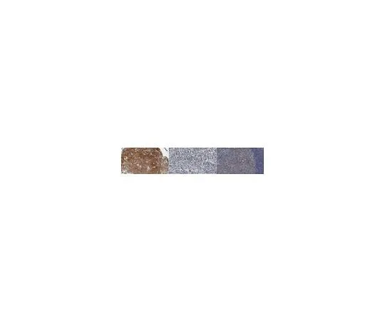 62-8525-03 Anti-Src-Like-Adaptor 2 (SLA2) Antibody, clone Z30P1F12*F4 MABS1922