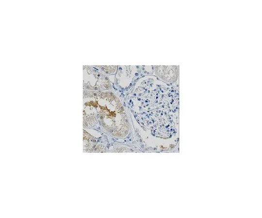 62-8517-36 Anti-SLC38A3, Clone 1A10.2 MABN316