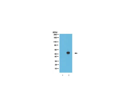 62-8504-78 Anti-DAX-1, clone 2F4 MABD398