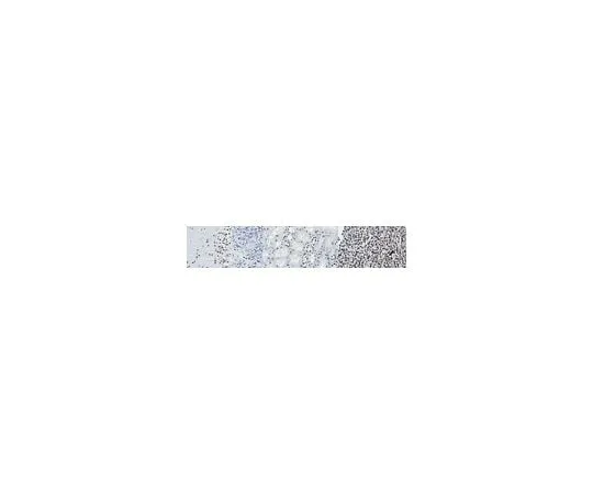 62-8526-94 Anti-Lamin A/C Antibody, clone 2E8.2 MABT538