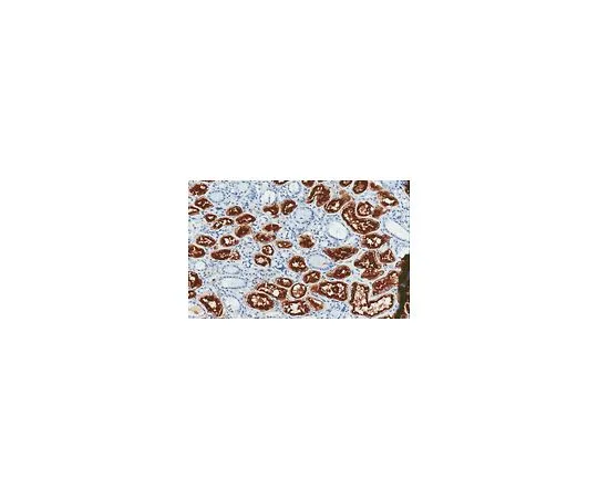 62-8522-86 Anti-LRP-2/Megalin Antibody, clone 10D5.1 MABS489