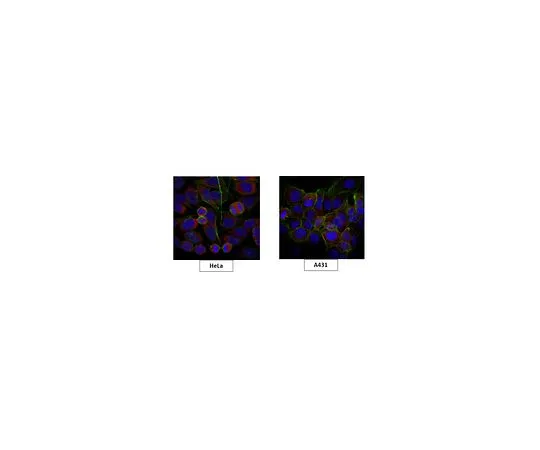62-8502-70 Anti-TICAM1 Antibody, clone 3D5.1 MABC663