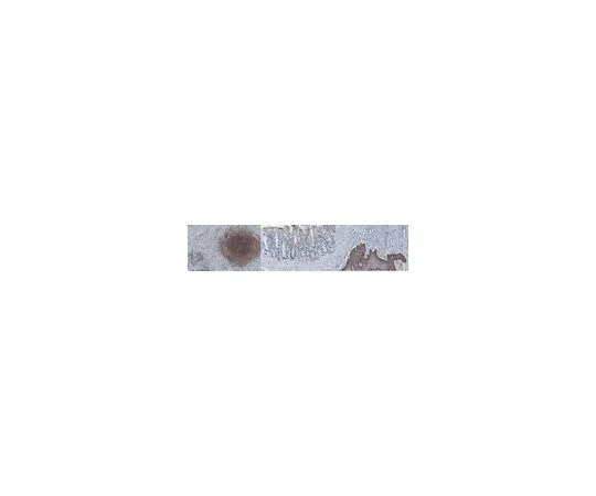62-8524-42 Anti-LOX-1 Antibody, clone 15C4 MABS1266