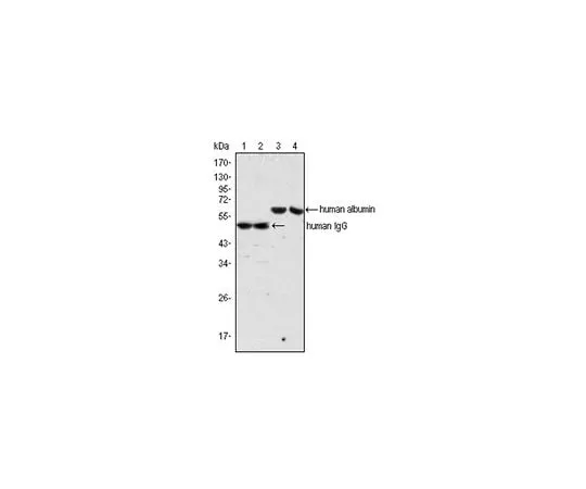 62-8527-35 Anti-human Albumin, clone 8F6F9 MAC115
