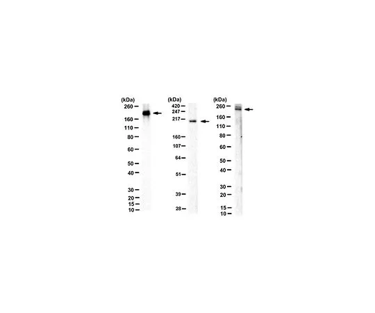 62-8524-29 Anti-BIG1 Antibody, clone 102 MABS1247