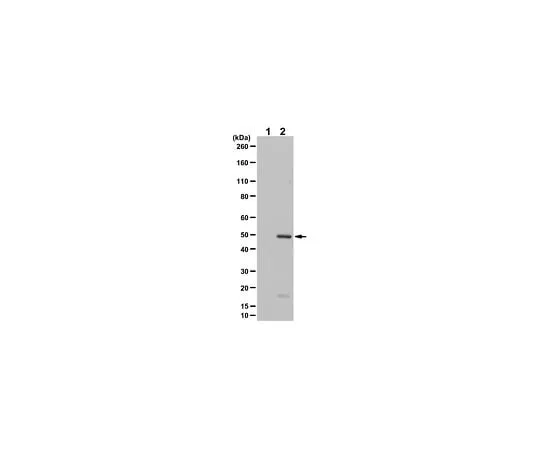 62-8473-93 Anti-phospho-Keratin-20 Antibody (Ser13) ABT1344