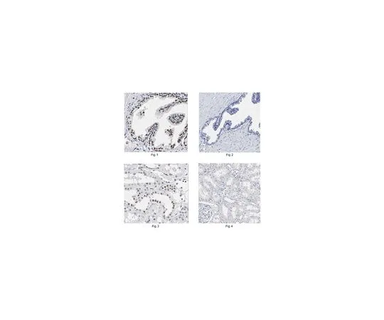 62-8522-99 Anti-P40, clone 11F12.1 MABS519