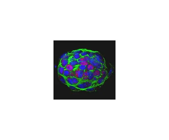 62-8508-61 Anti-TET2 Antibody, clone 9F7 MABE1132