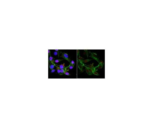 62-8508-73 Anti-Cas9 Antibody, CT Antibody, clone 6G12-H11 MABE1668