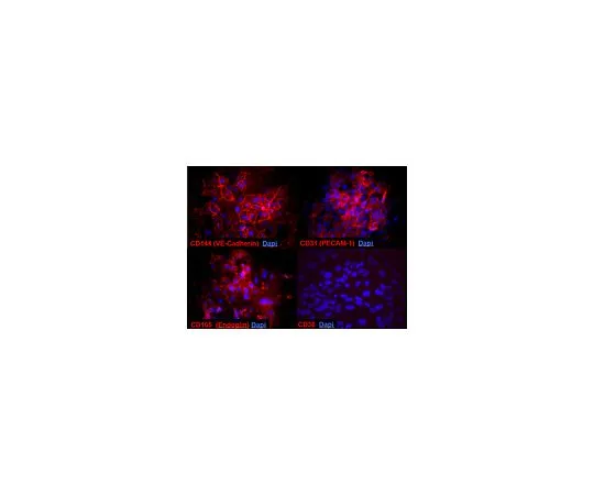 62-8531-89 Blood-Brain Barrier hCMEC/D3 Cell Line SCC066