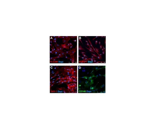 62-8531-80 Human Mesenchymal Stem Cells (Derived from hES cells) SCC036