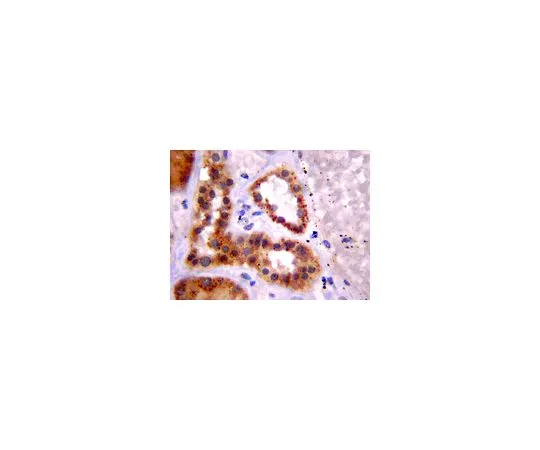62-8500-27 Anti-Cav1.2 calcium channel, clone L57/46; 100 μg MAB13170