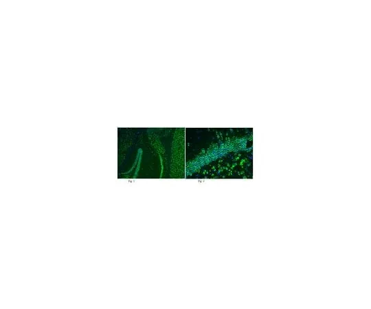 62-8489-39 Anti-GluR2, clone 6C4, Alexa Fluor(R) 488 Conjugate; 100 μL MAB397A4