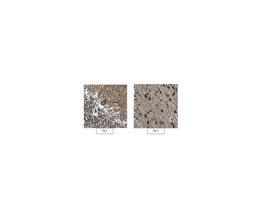 62-8517-52 Anti-VAPA Antibody, clone 7E10.1 MABN361