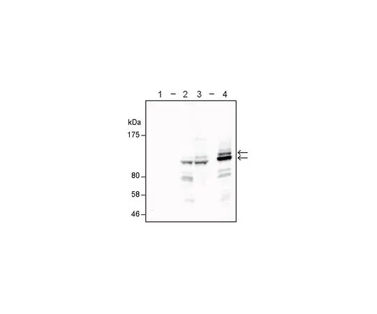 62-8508-54 Anti-HOIP (RNF31) Antibody, clone 1CB2 MABE1122