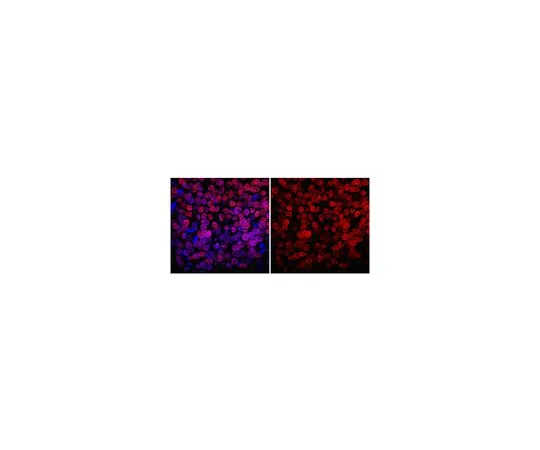 62-8504-12 Anti-NANOG, clone 7F7.1; 100 μg MABD24