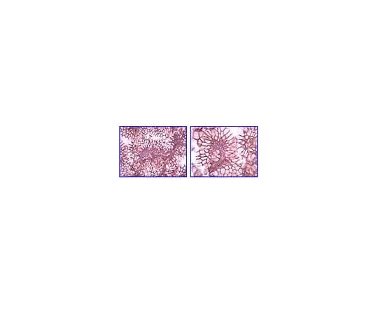 62-8492-14 Anti-Laminin gamma 1, clone A5; 100 μL MAB1914P
