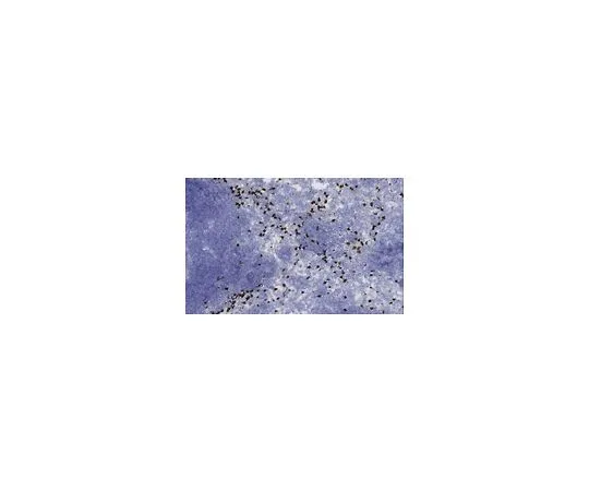 62-8503-45 Anti-RTN4IP1 Antibody, clone NIMP‐R14 MABC961