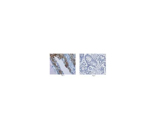 62-8519-65 Anti-Dual oxidase 2, clone Duox S-12 MABN787